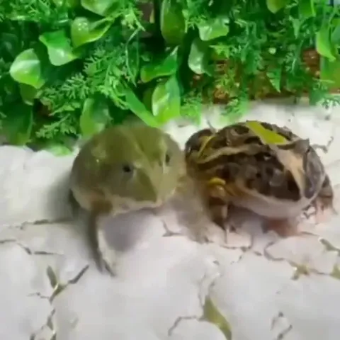 Лягушки исчезли за секунду