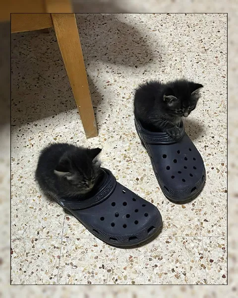 Котята в кроксах