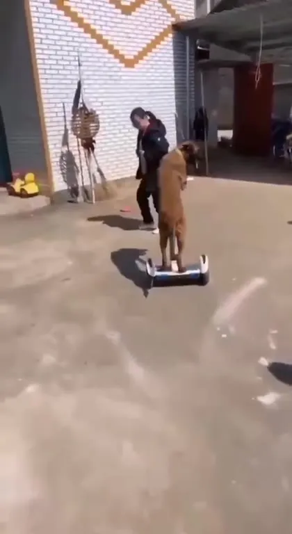 Собака катается на гироскутере
