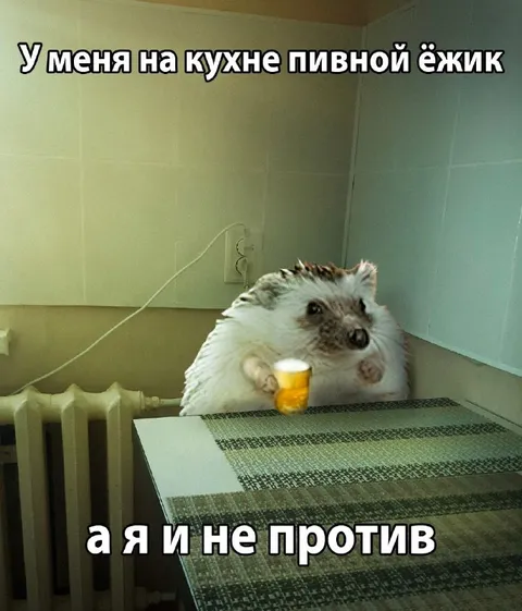 Пивной ёжик на кухне