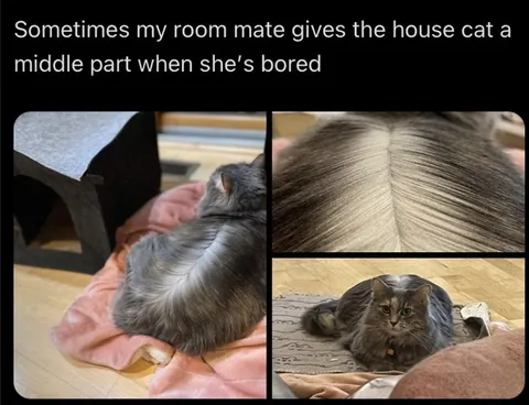 Cat Gets a Middle Part