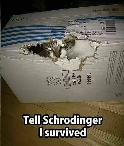 Cat Survived the Box