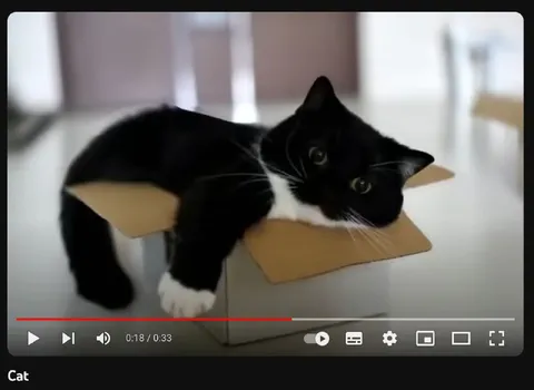 Кот в картонной коробке