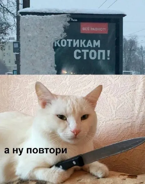 Котикам стоп, повтори