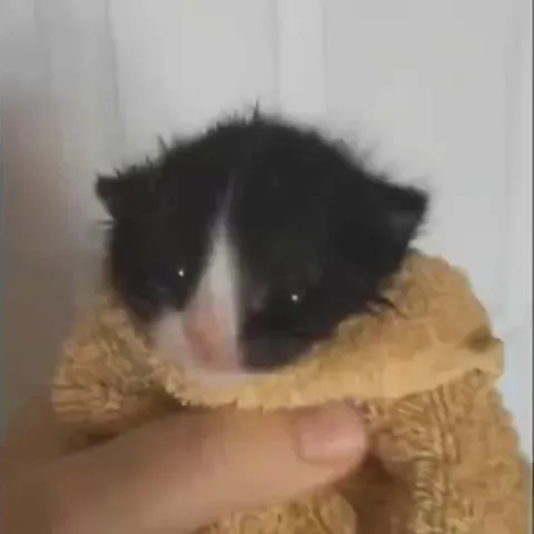 Котёнок кричит в полотенце