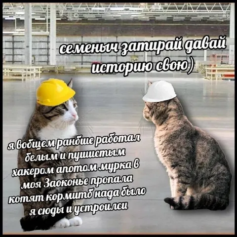 Коты в касках на работе