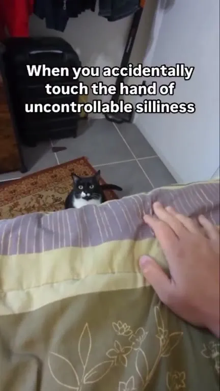 Uncontrollable Silliness Cat Attack