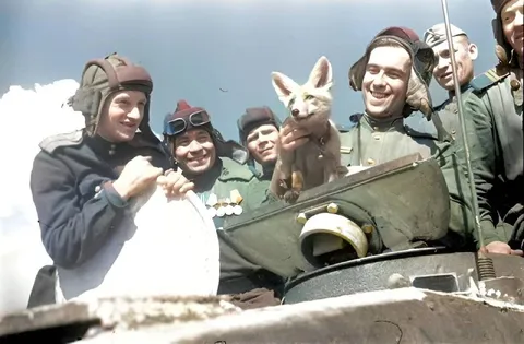 Солдаты и кролик в танке