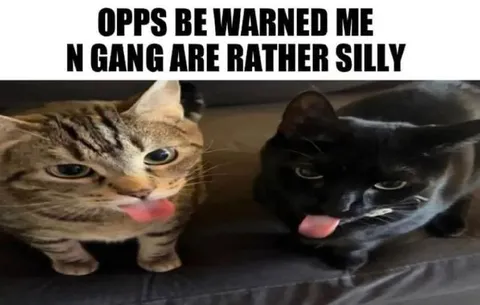 Silly Cat Gang