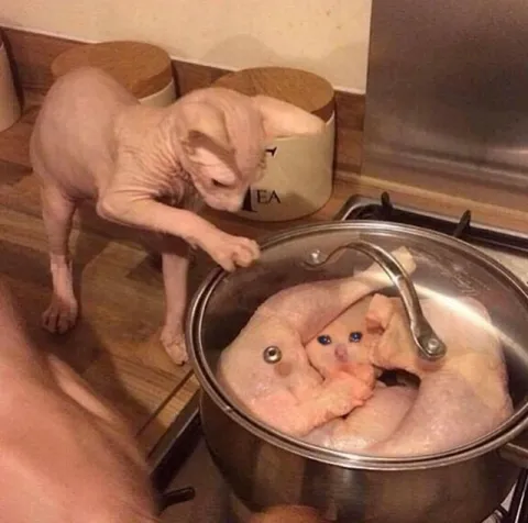 Cat Finds Dinner in the Pot