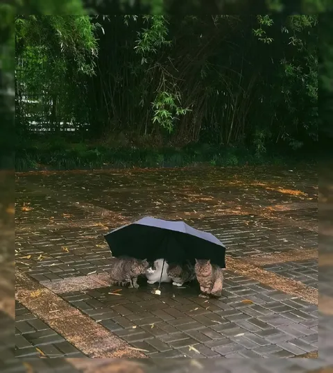 Коты прячутся под зонтом