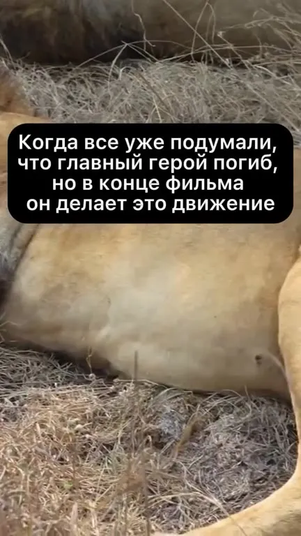 Лев делает финальное движение