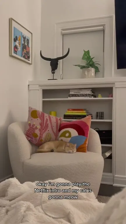 Cat Meows With the Netflix Intro