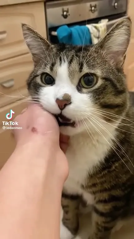 Кот кусает руку под музыку