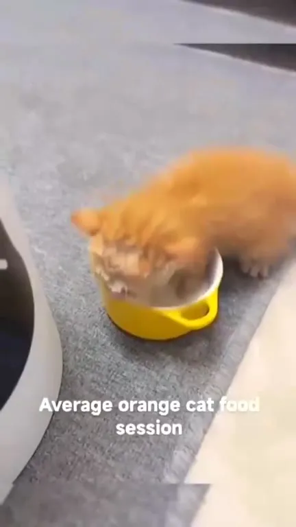 Orange Cat Food Frenzy