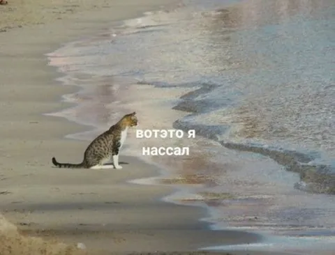 Кот нассал в море