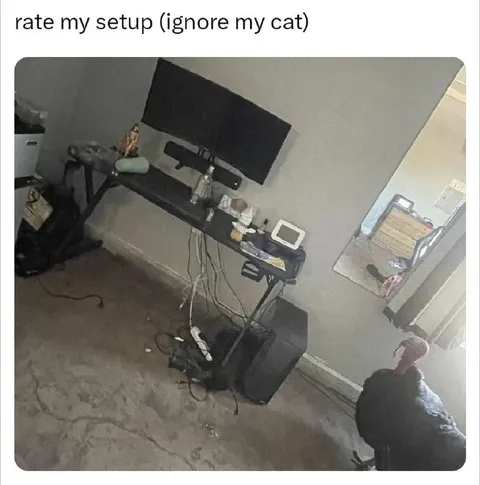 Rate My Setup Cat