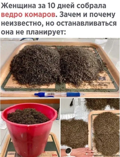 Женщина собрала ведро комаров