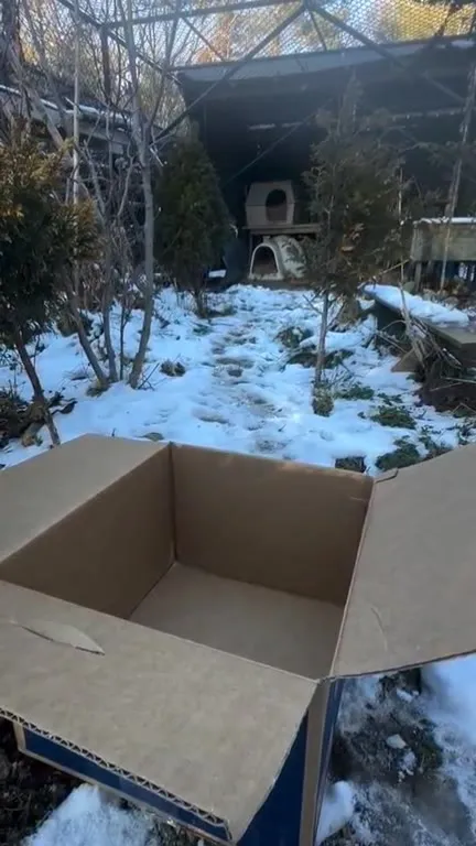 Cat Squeezes Into a Box