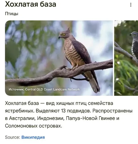 Хохлатая база — птицы
