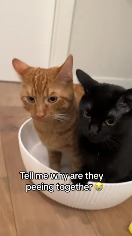 Two Cats Peeing Together