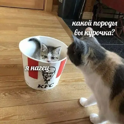 Какой породы курочка