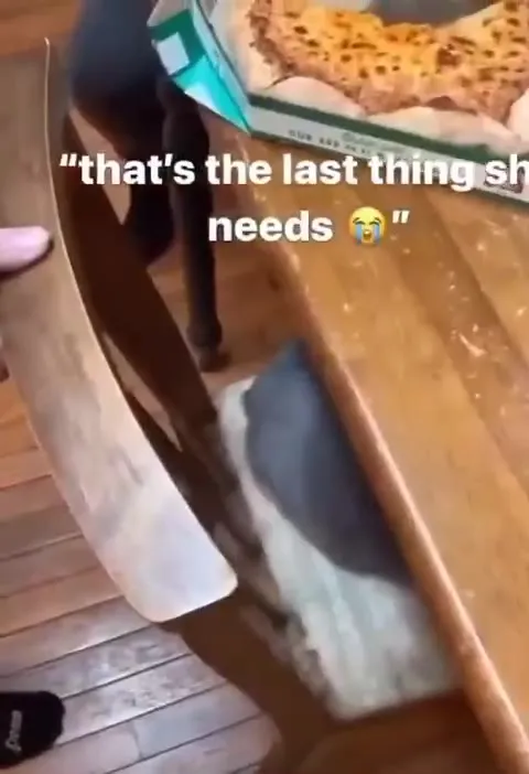 Cat begs for pizza