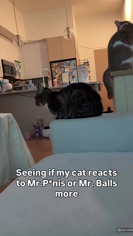 Cat Chooses Mr. Balls