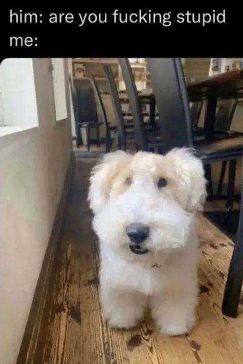 Are You Fucking Stupid Dog