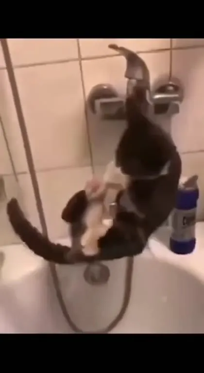 Кот покоряет ванну