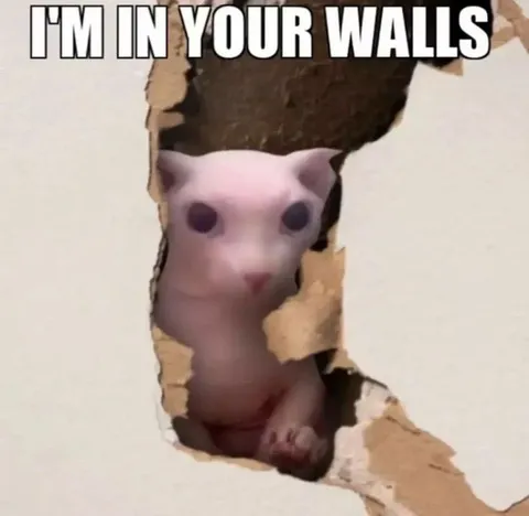 Cat in Your Walls