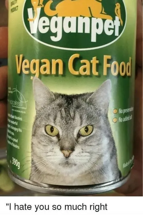 Cat Hates Vegan Food