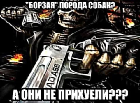 Борзая порода собак