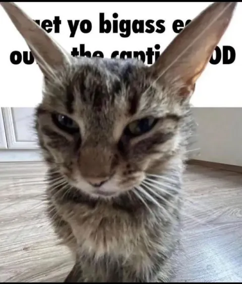 Bigass Ears Cat