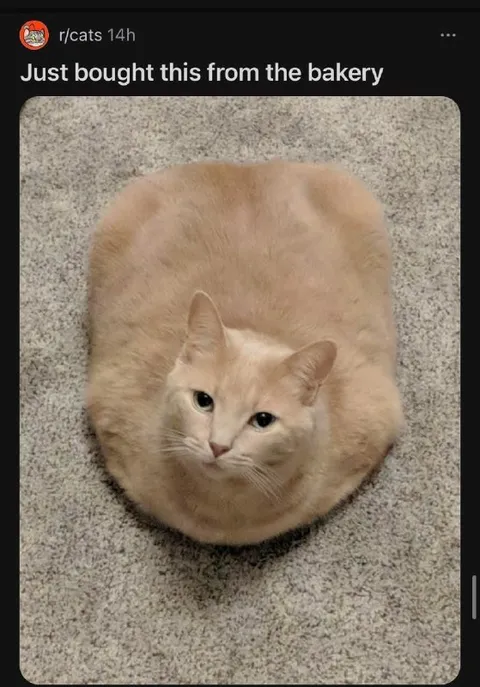Cat Loaf From the Bakery
