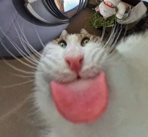 Кот с огромным языком