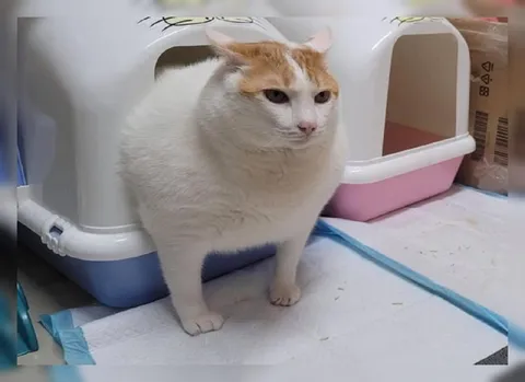 Кот на задании