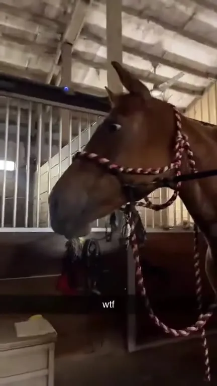 Horse Appears Out of Nowhere