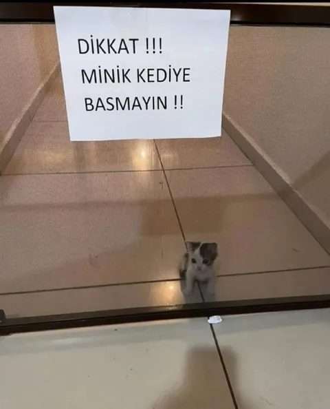 Minik Kediye Basmayın