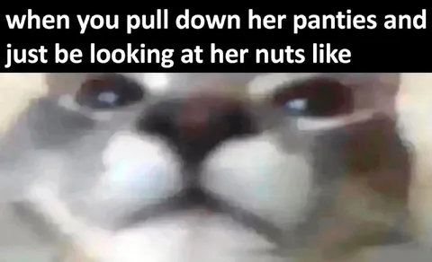 Cat Staring at Her Nuts