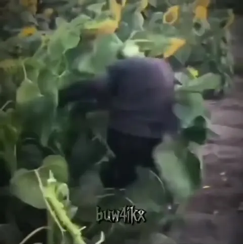 Неуклюжий вход в поле подсолнухов