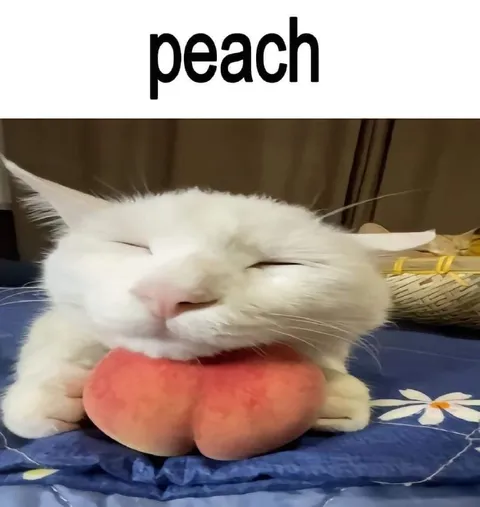 Cat Resting on a Peach