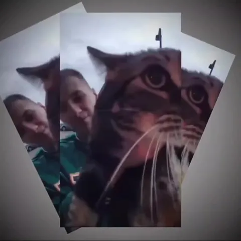 Кот под Mio Mao