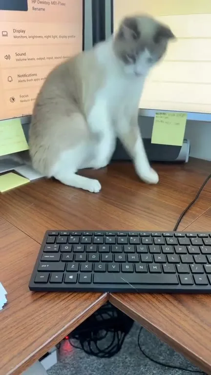 Кот крадёт клавиатуру