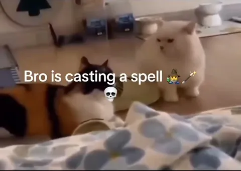 Cat Casting a Spell
