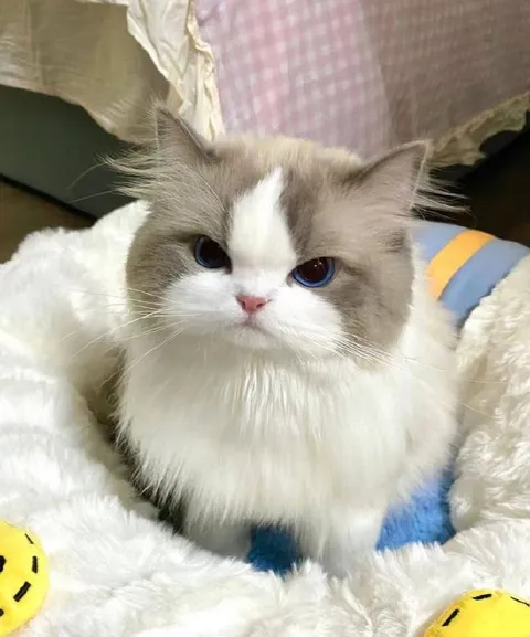 Серьёзный пушистый кот