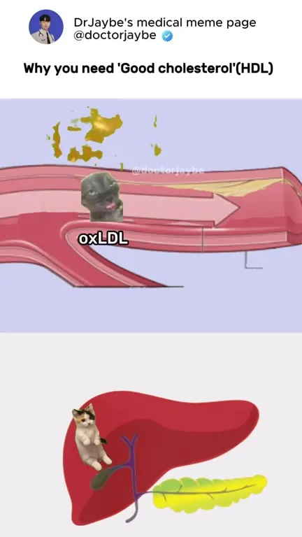 Good Cholesterol Cat Cleanup