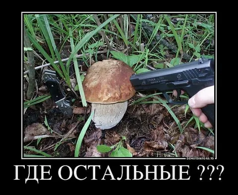 Где остальные грибы