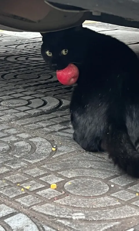 Чёрный кот с яблоком