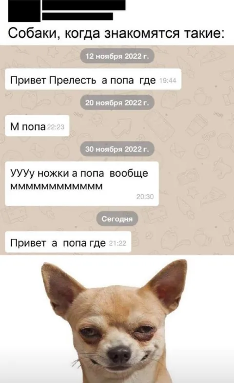 Собаки знакомятся в чате